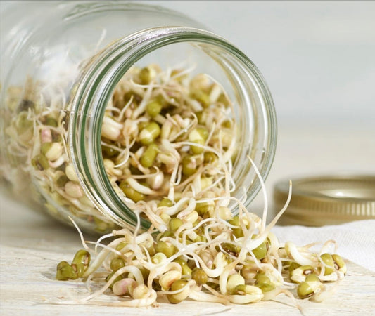 Magiç Bean Sprouts (Mung bean)