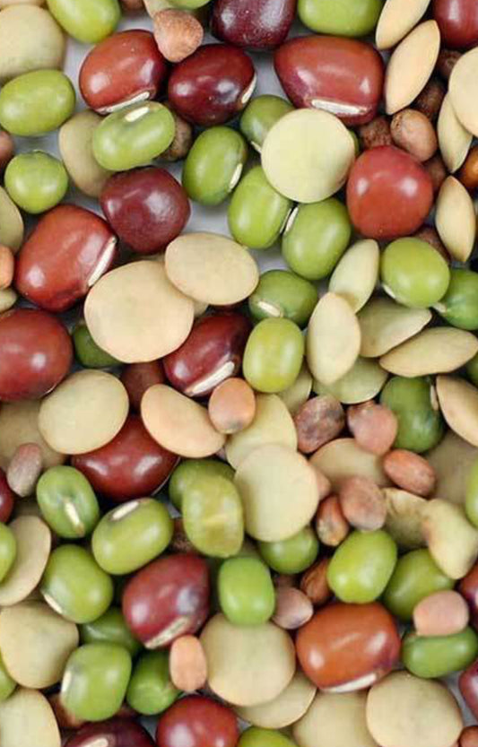 Magiç Bean Sprouts (3bean mix)